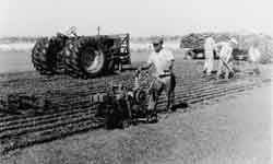 ryan turf cutter B&W